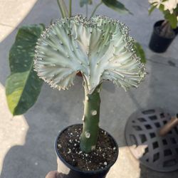5” Variegated Mermaid Tail Cactus