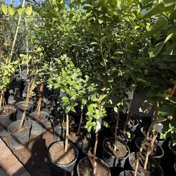 Mexican Lime 5 1/2 The Tall From the ground up they are full of flowers $60 And $55 Each Price Firm 