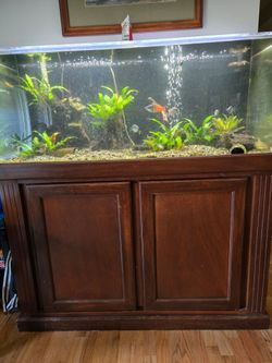 Large  Aquarium Tank with Wood Stand