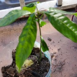 Mango Plant