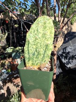 Opuntia cochenillifera 'Sunburst'