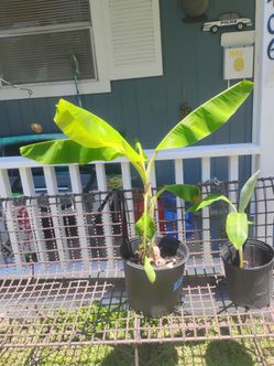Banana plants still growing