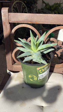 Succulent plant and small cactus