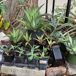 Variety of Agaves for Sale