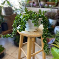 Hoya Compacta Starter