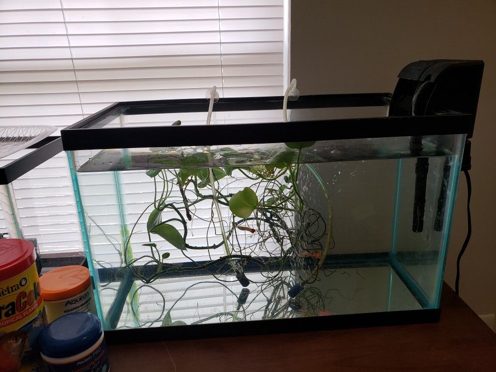 Aqueon Standard Open-Glass Glass Aquarium Tank, 10 Gallon