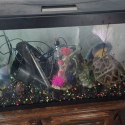 20g Tall Fish Tank