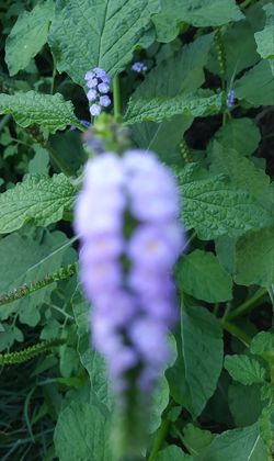 Indian Heliotrope flower seeds