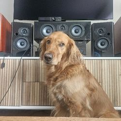 Polk Speakers Pair of lsi9 & lsi7 And Single LsiC Center Channel 5.1 Surround Premium Top Line Polk Speakers 