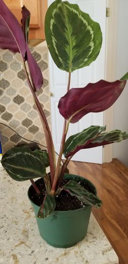 EVERGRACE Medallion Calathea Plant