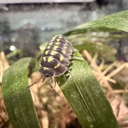 Supplies For Isopods/ Bioactive Supplies