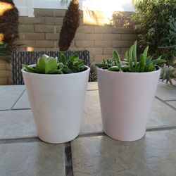 Set Of Light Pink & White Garden Pots With Succulents