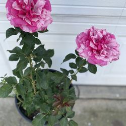 Rose Bush Plant, In 5 Gallons Pot Pick Uñ Only