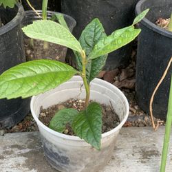 Loquat fruit tree seedling live plants (枇杷) Nispero Pipa