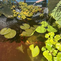Pond Plants For Sale 
