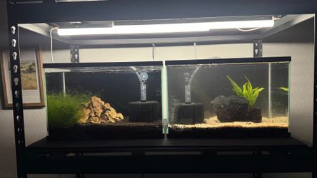 5.5 fish tanks