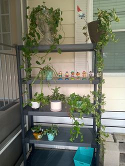 Small Plants And Vines