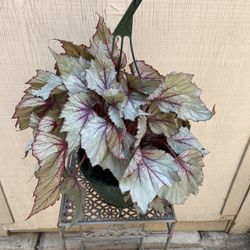 8” begonia rex