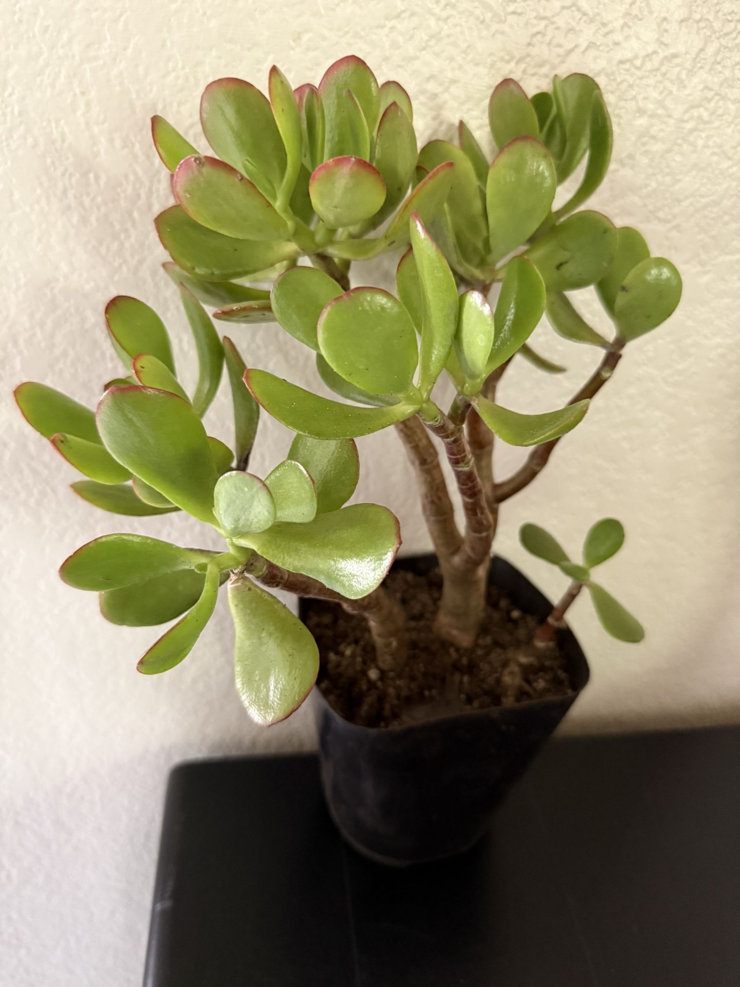 🌿Lucky Jade Or Gud Luck Plant ♥️