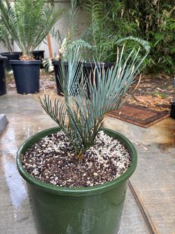 Cycas couttsiana blue cycad
