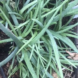 Aloe Vera plant in one gal pot