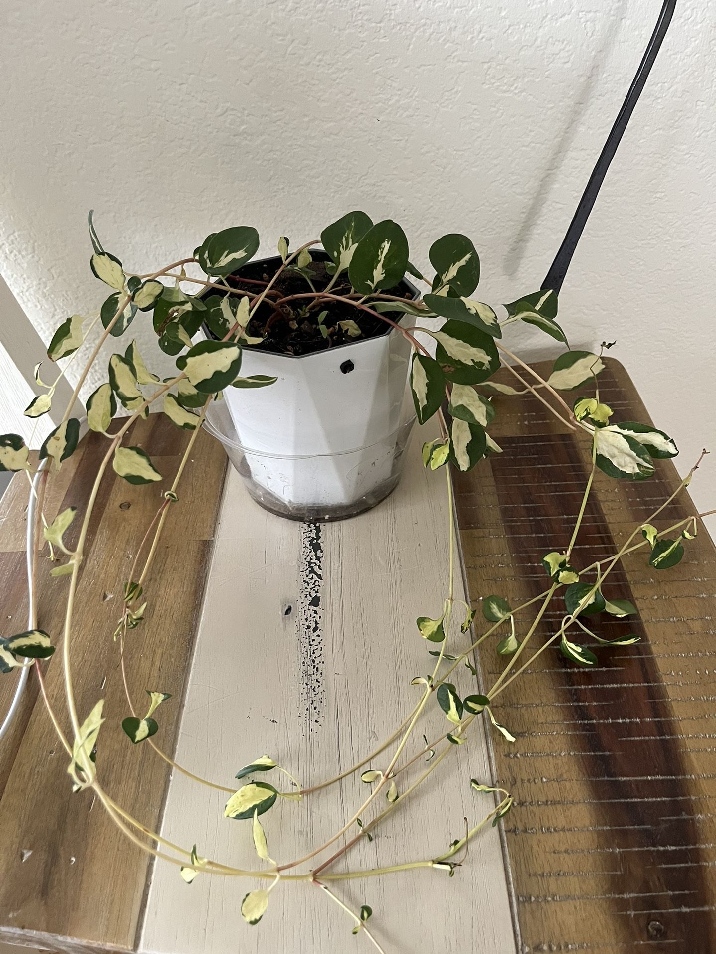 Wojo’s Jem Plant