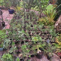 Desert Roses Lot For Sale !