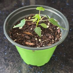 Healthy Papaya Seedling Plant