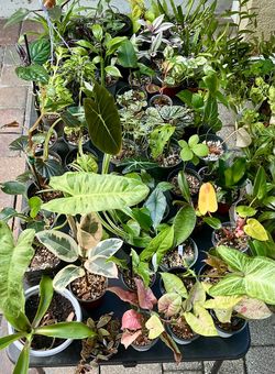 Plants for SALE