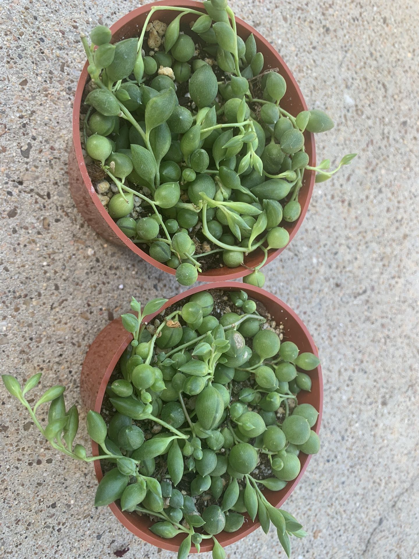 String of raindrops/ string of pearls/ succulent/ plant