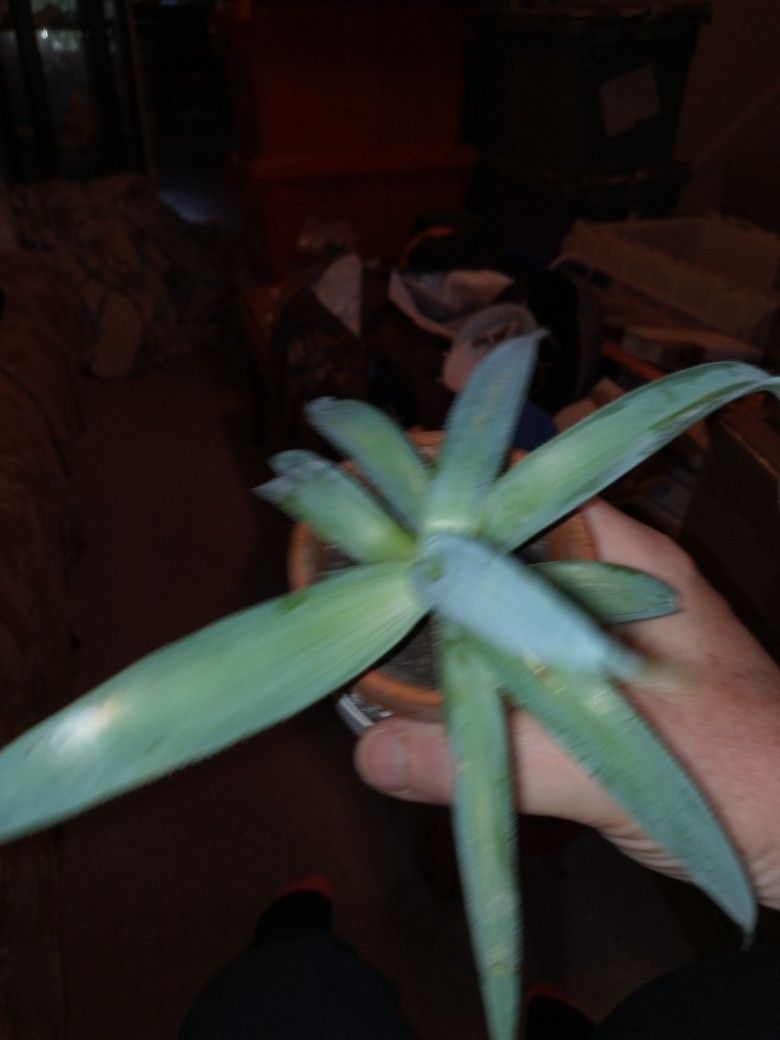 Rooted Octopus Agave Plants