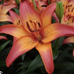 Royal Sunset Lily Bulbs