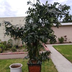Artificial Plant And A White Pot For Plants