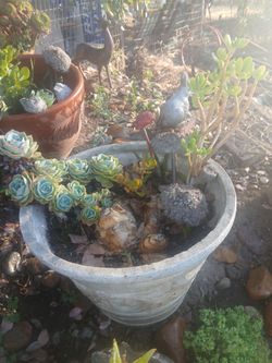 Succulents