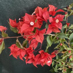 Red Fire Bougambilea Climbing Plant, In 5 Gallóns Pot Pick Up Only 