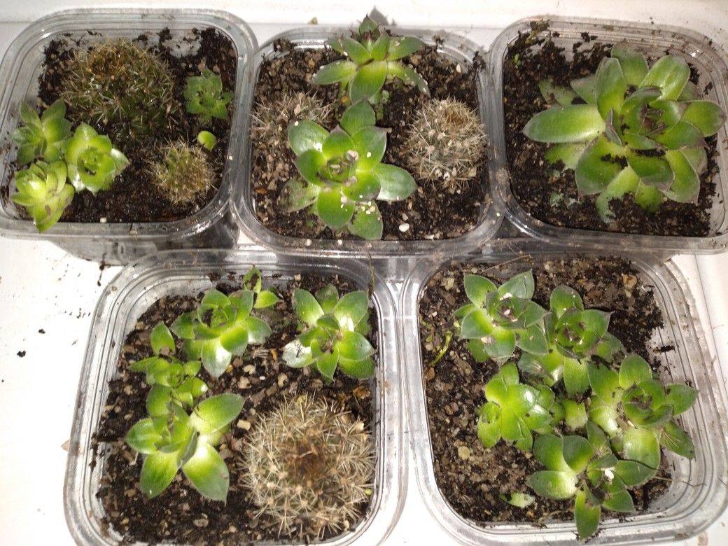 Succulent/cactus Plants 