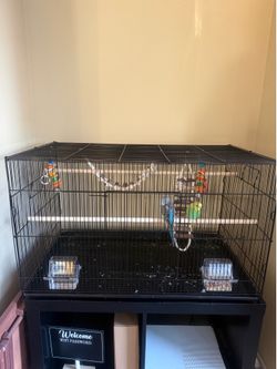 Birds and cage everything included