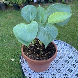 Outdoor Hostas 
