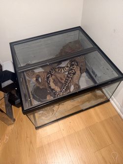 Snake cage for sale