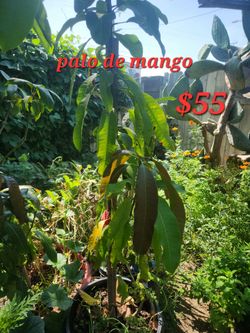 Palo de Mango