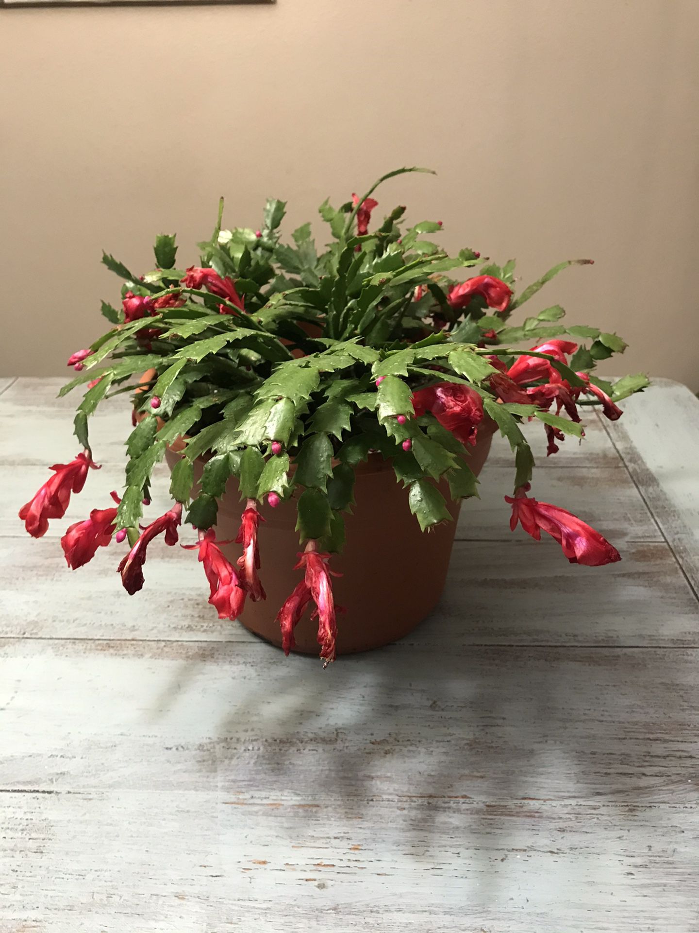 red thanksgiving/christmas cactus flower plant