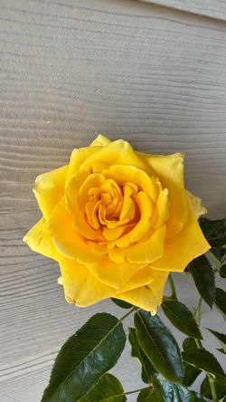 Rare European, Japan rose plants:  Scotland butter   Large blooming plant in 4 gallon pot  Price firm  Pick up only
