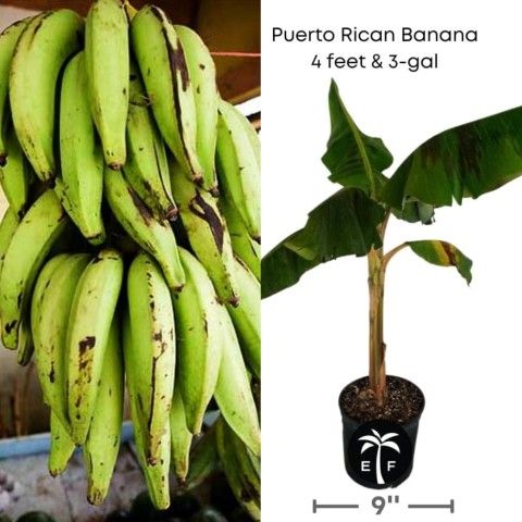 plantain plant 🪴 3gal plantas de platano Puerto Riqueño