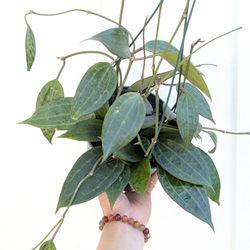 Hoya Latifolia Plant 6" Pot - Indoor House Plants
