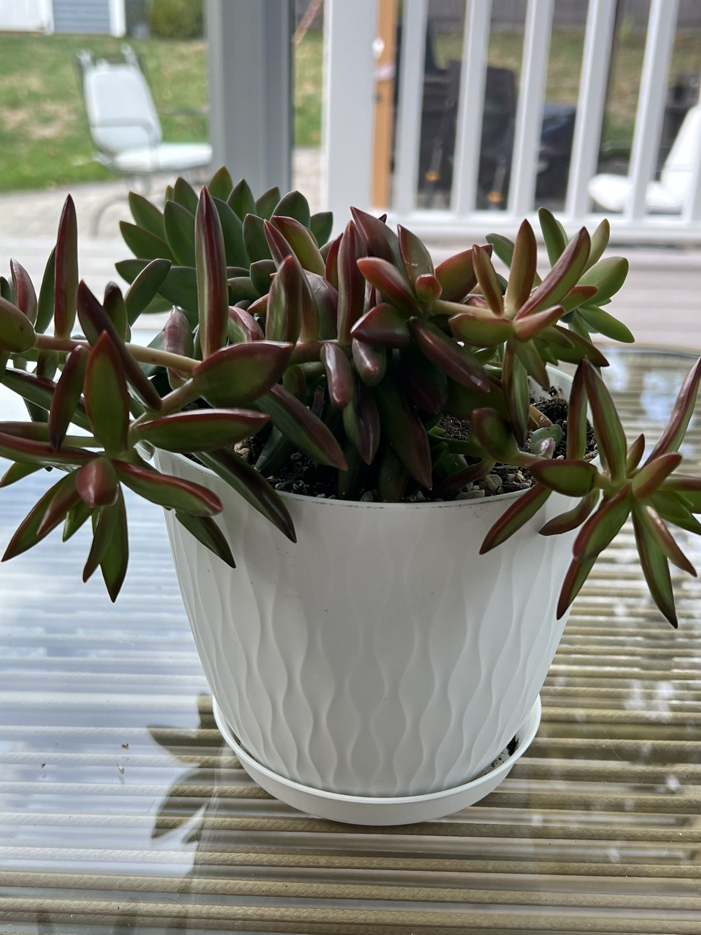 Plant Sale Sedums
