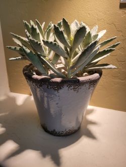 High-End Realistic Faux Succulent Arrangement – Zero Maintenance