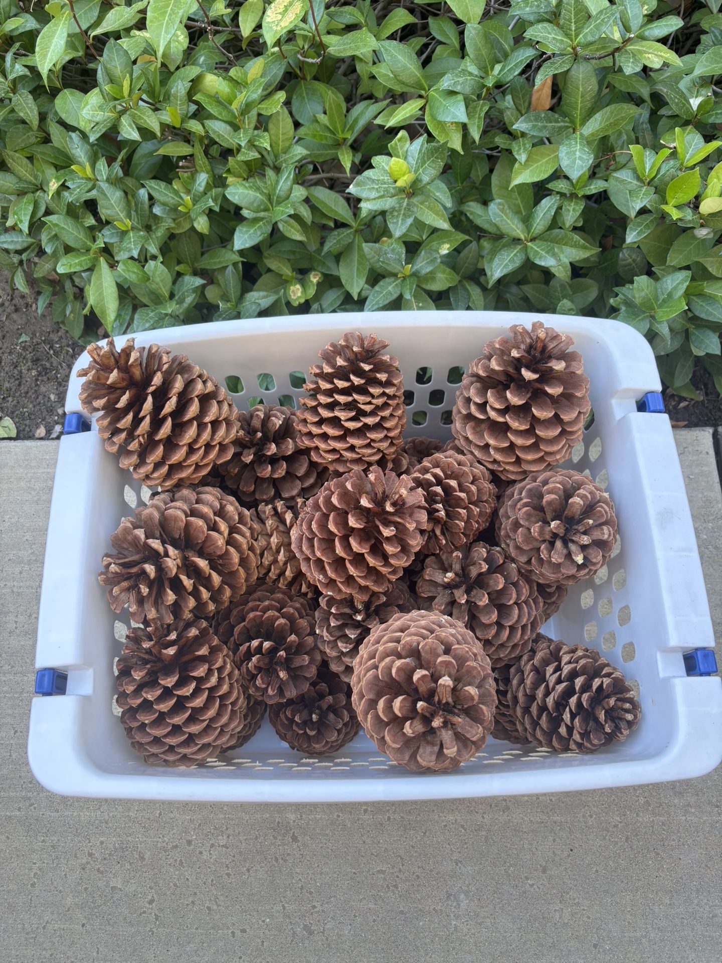 10 Pinecones 