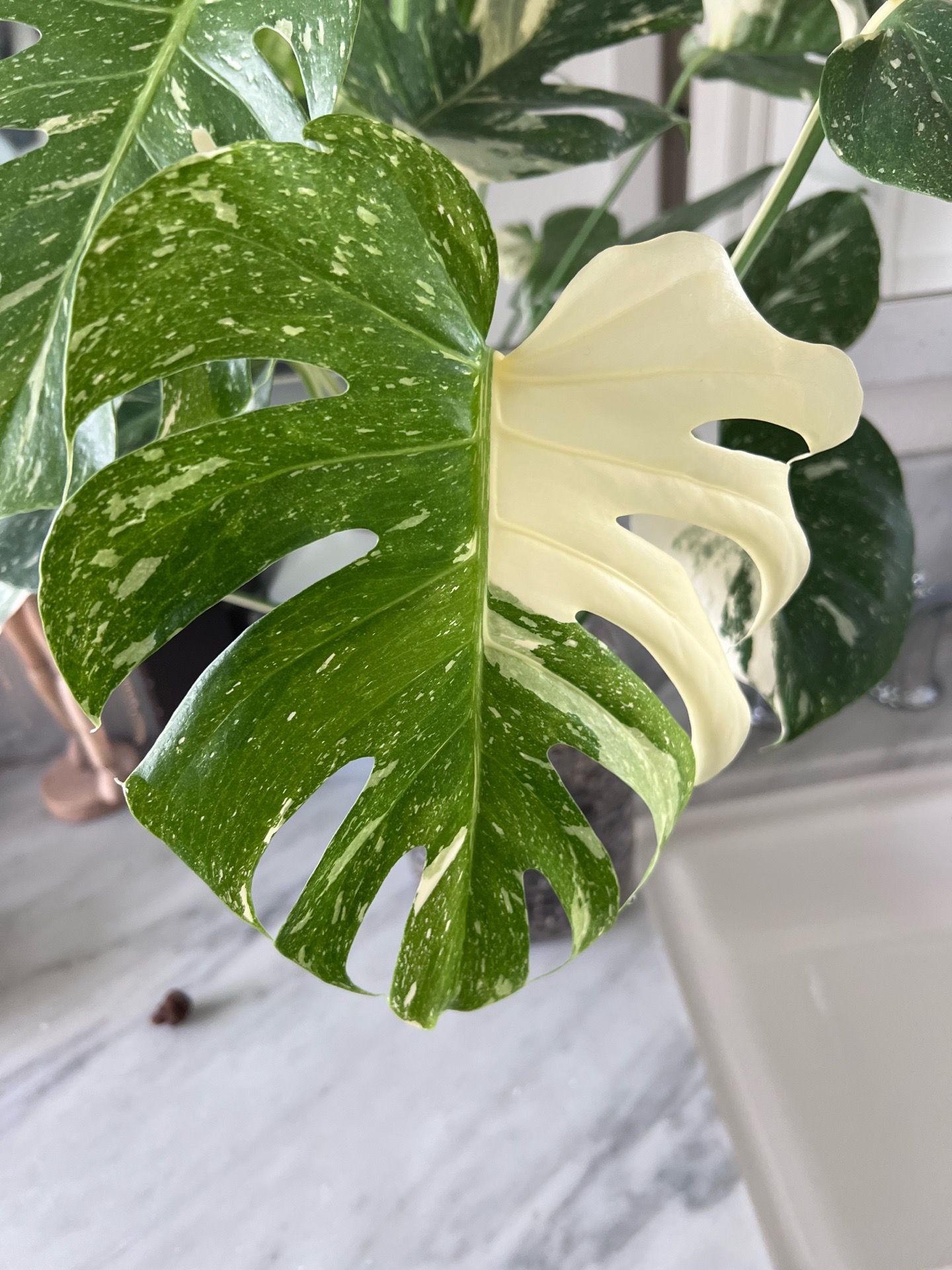 Thai Constellation Monstera half moon
