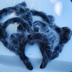 Fuzzy Wolf Ears, Set Of 5 Twighlight Jacob Gray