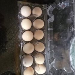 Fresh Eggs 